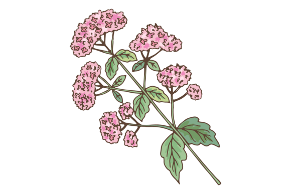 Valeriana Graphics & Illustrations Review